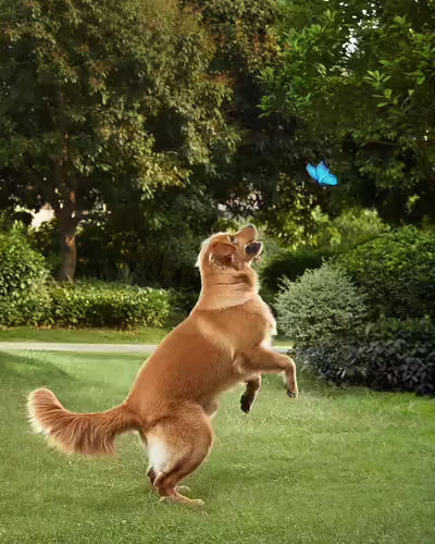 Eufy Solocam S40 Caja Cámara de seguridad IP Interior y exterior 2048 x 1080 Pi | T81243W1 | 0194644052614 imagen 8