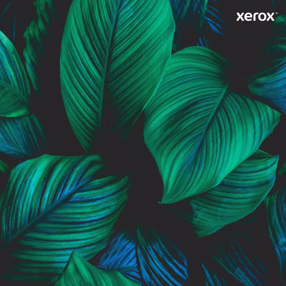 Imagen de Toner xerox b6xx negro 106R03940