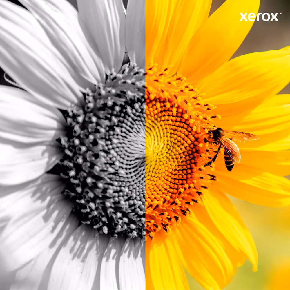 Imagen de Toner xerox b6xx negro 106R03940